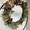 Succulents and Much More