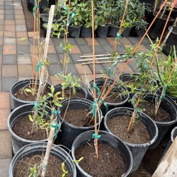 Red Pomegranate Trees Just Growing New Leaves 🍁 Almost 3 Feet and 2 Feet Tall in 5 Gallons $35 and $30 Each