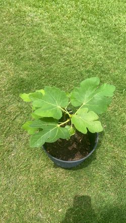 Yellow Turkish fig