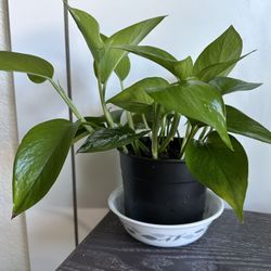 Pothos House Plants for Sale 