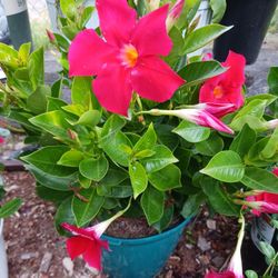 Mandeville Flower Pots
