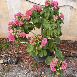 Dombeya Plants. 