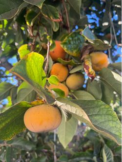 Home grown organic persimmon fruit 2$/lb