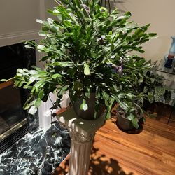 Indoor Real House Plant