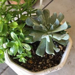 Mother’s Day Succulent