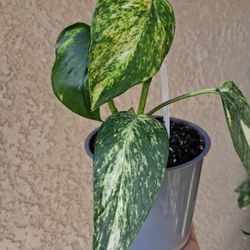 Epipremnum Yellow Sunrise Plant $25