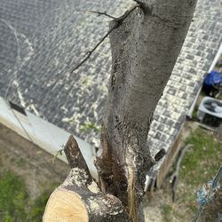 Tree Remove