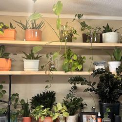 $25 Each. Comes With Pot 