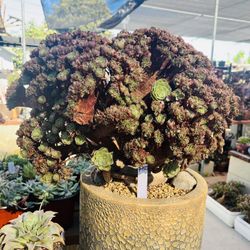 Big Crest Aeonium Halloween Imported