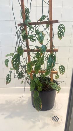 Amazing XL swiss chesse monstera plant