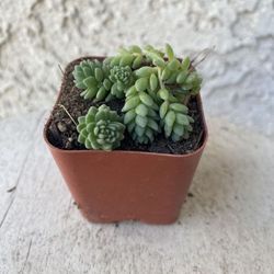 2 Inch Pot Succulent Plant - Sedum Dasyphyllum Major Corsican Stonecrop - Rooted & Established - Drought Resistant 🪴 Perfect Baby Bridal Shower Favor