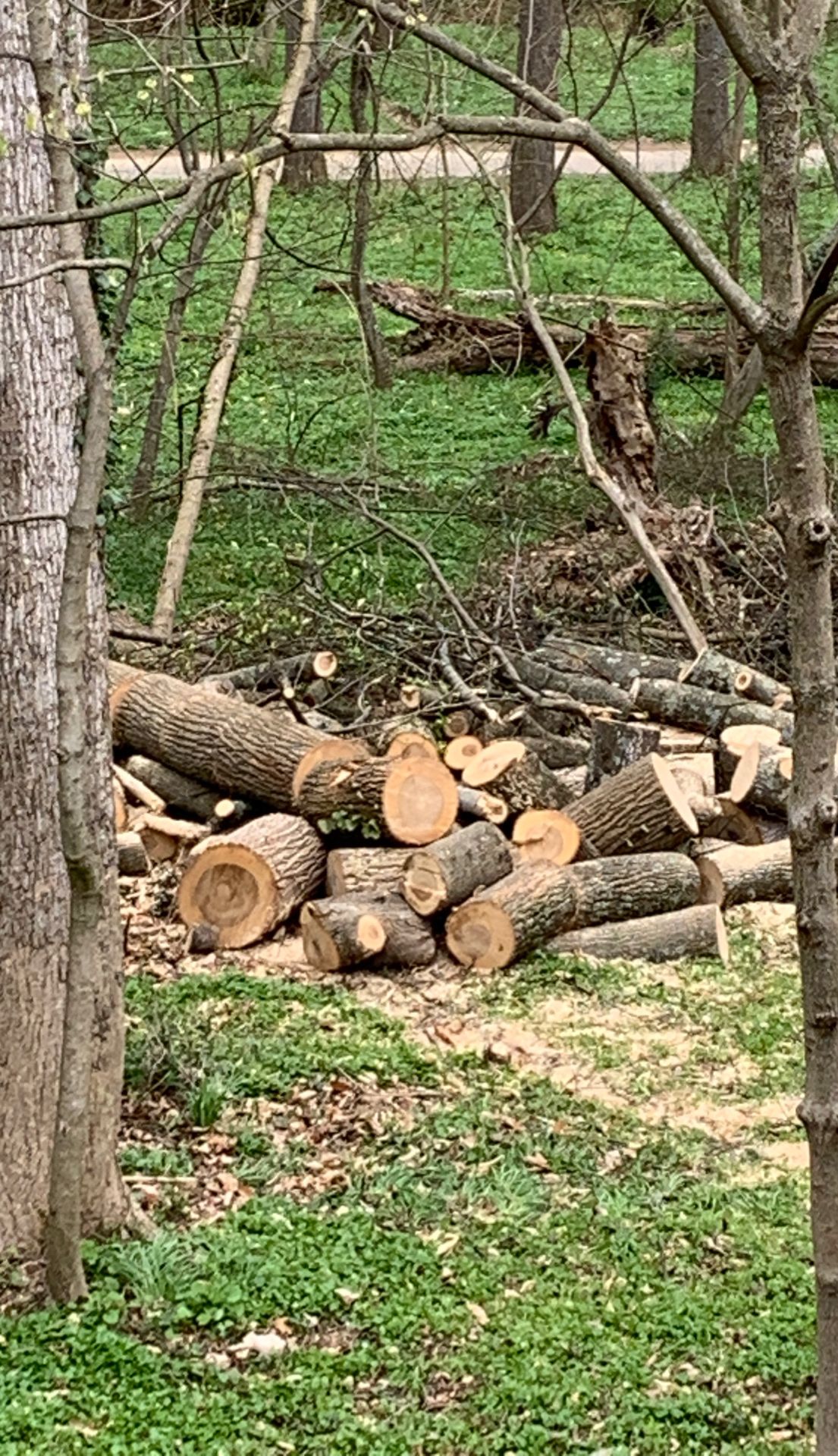 Free Fire Wood (Fairfax near Trader Joe’s)