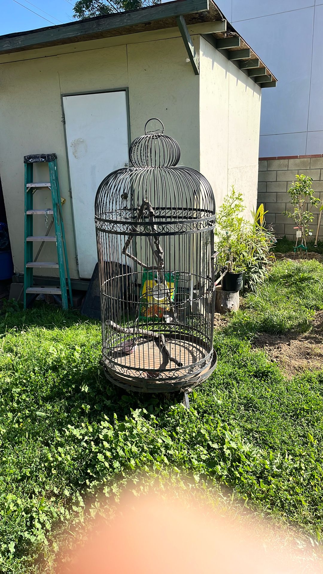 Bird Cage