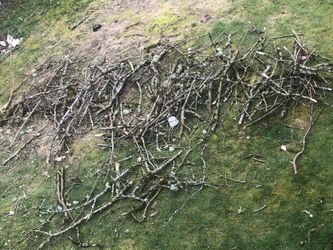 Hazelnut Tree Branches great For Smoking Or Cooking 