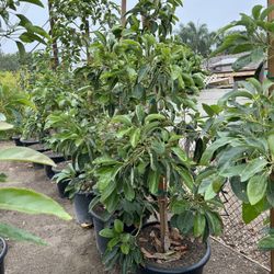 Hass Avocado Tree