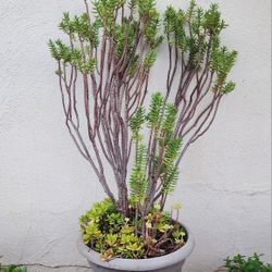 Succulent Plant 🪴 