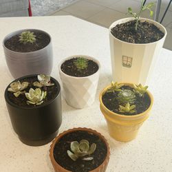 Ceramic Pots Lot. 6 Planted Cactus In High Quality Variety Of Pots Like West Elm And Other