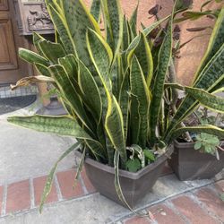 Snake Plant With Planter