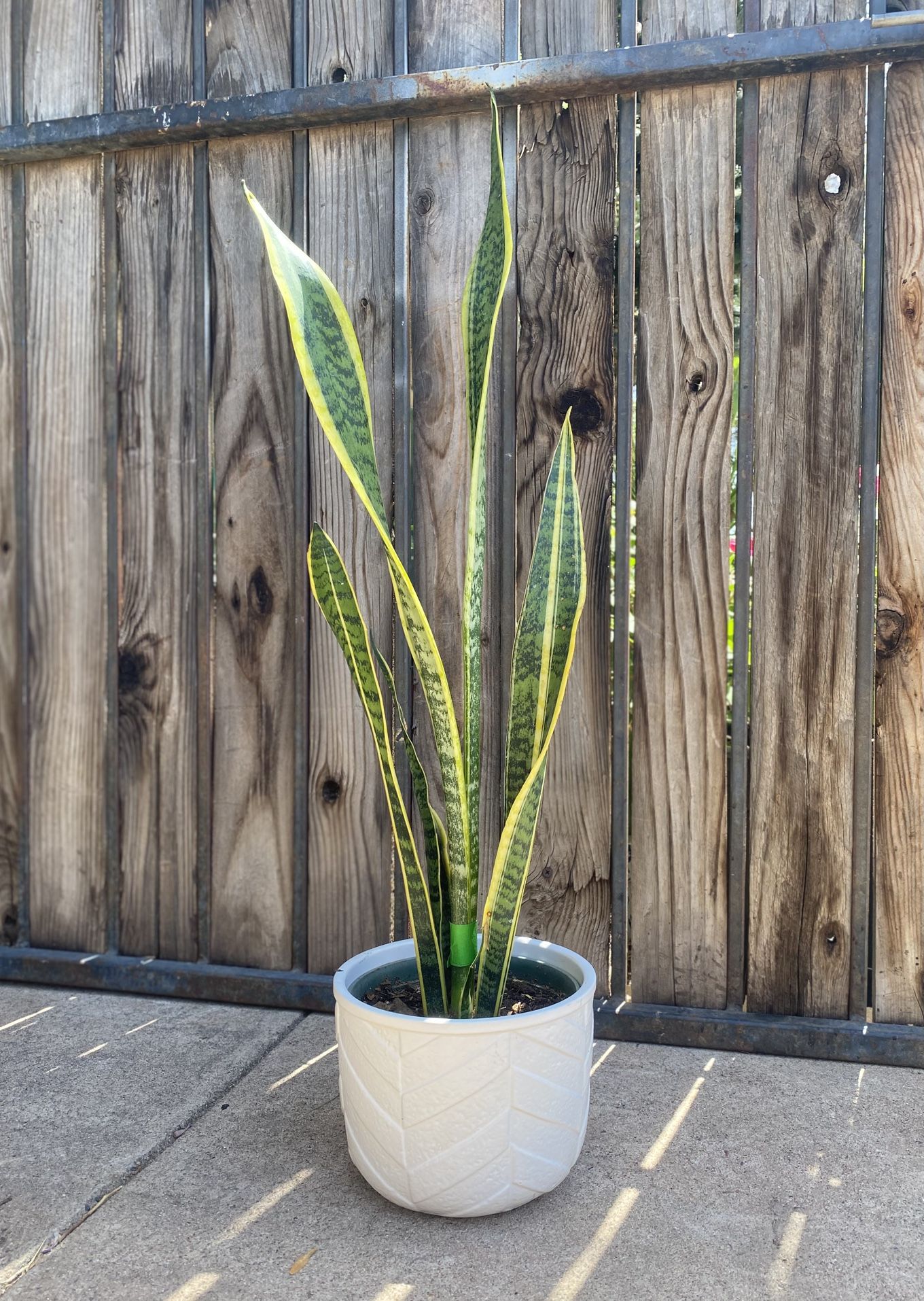 Indoor Mother-in-Law Or Snake Plant