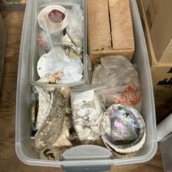 Bucket Of Shells. Variety