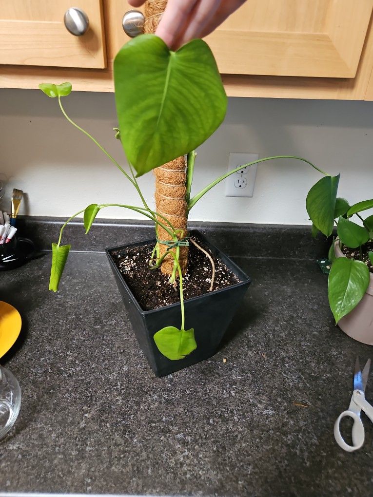 Save This Monstera!