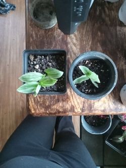 2 Inch Plants 