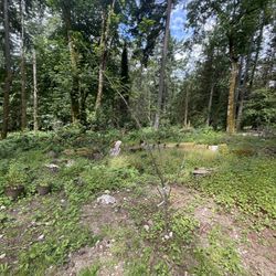 combo cherry (bing, lambert, lapins) 