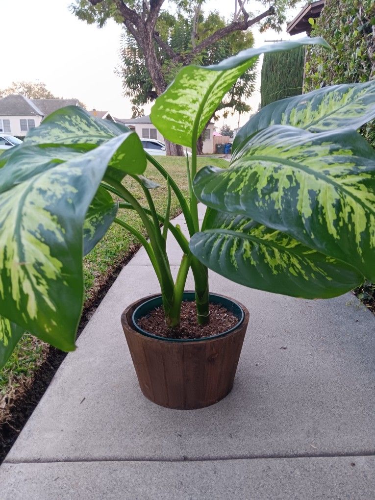 Tropic Snow Dieffenbachia Plant