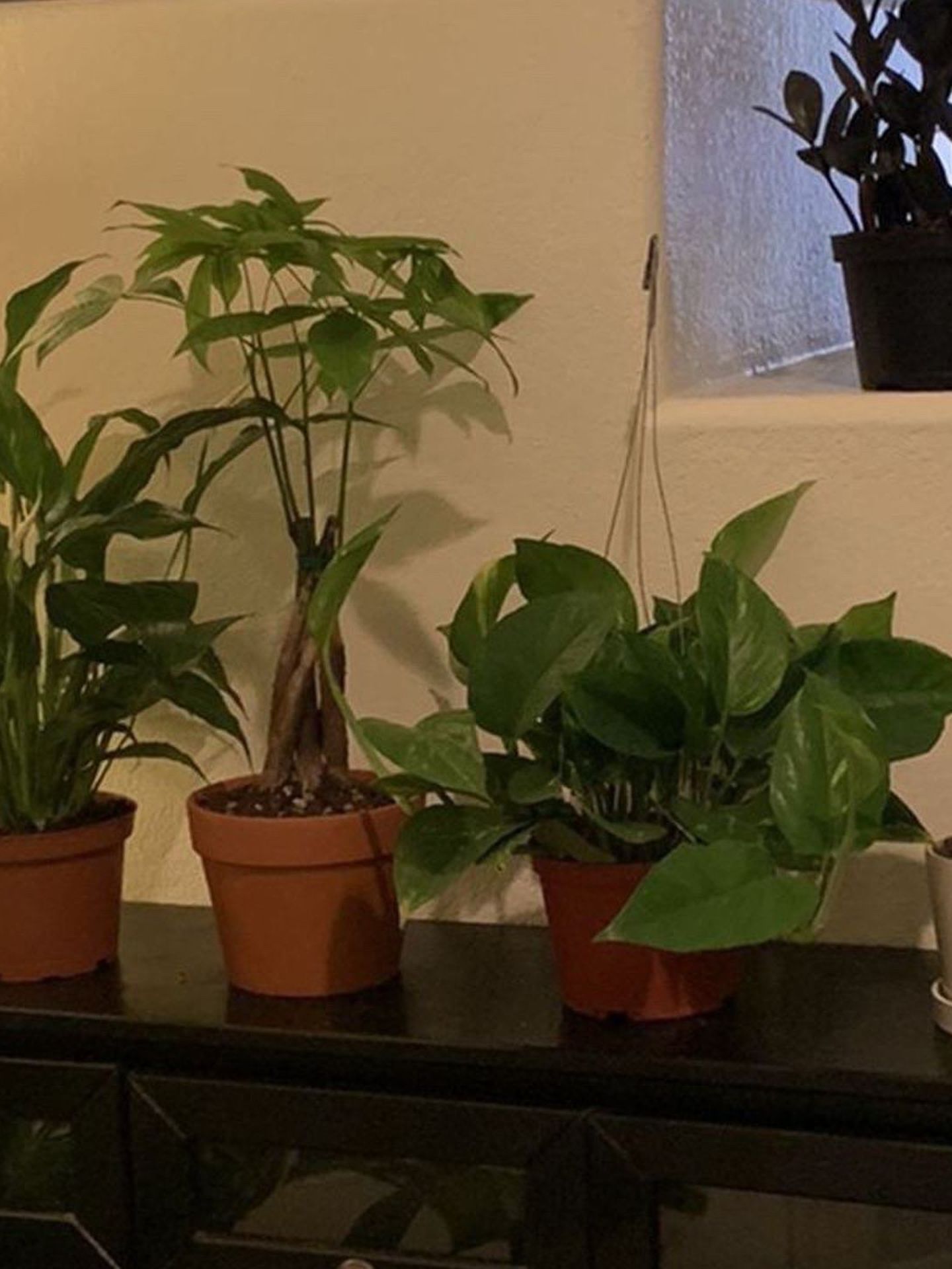 Indoor Plant Sale