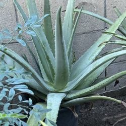 Sábila (aloe vera Plant)