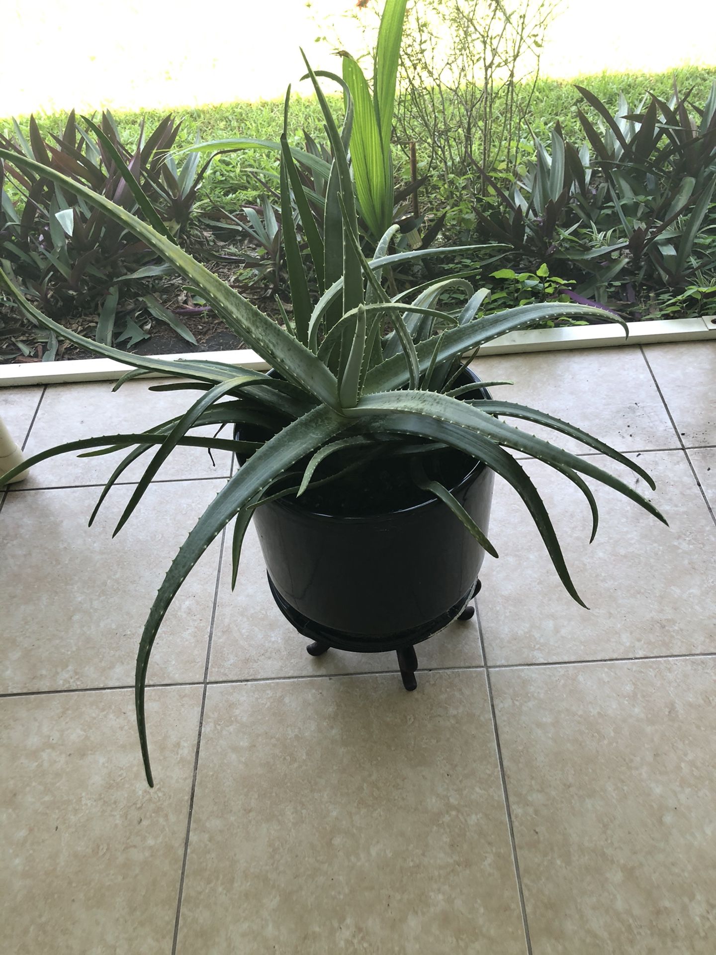 Beautiful plant ,ceramic pot with wooding stand