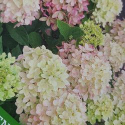 Panicle Hydrangea Bush