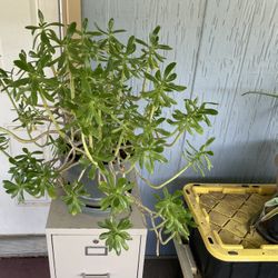 Big Jade Plant