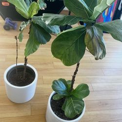Fiddle Leaf Fig Plant In Large White Ceramic Pot 