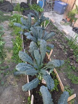 Mature Lacinato Dinosaur Kale Plants 