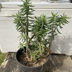 Succulent Plants And Others