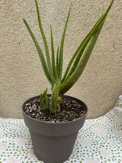 Aloe Vera Plant/Savila