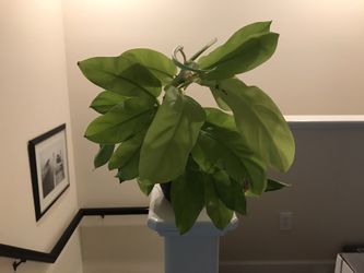 Golden goddess philodendron plant in black pot