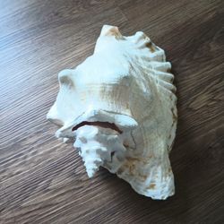 Shell