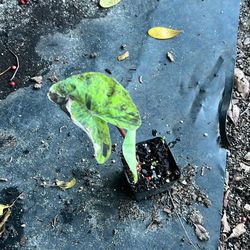 Mojito Colocasia Pond Plant 