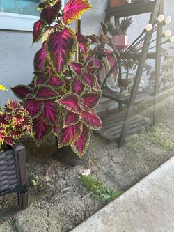 Coleus plant