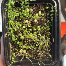 String Of Turtles plant