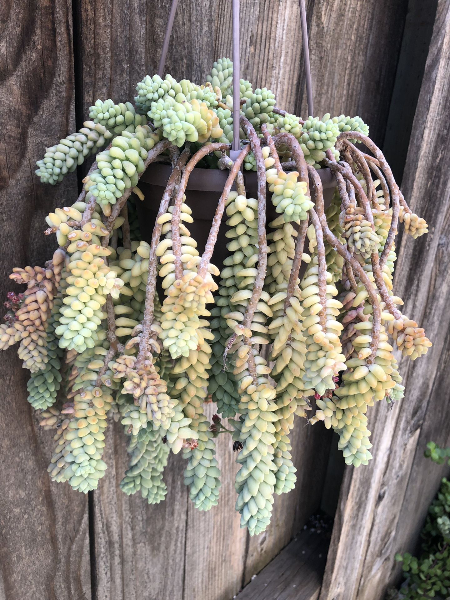 Donkey tail hanging planter