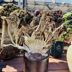 Aeonium Big Crest Imported