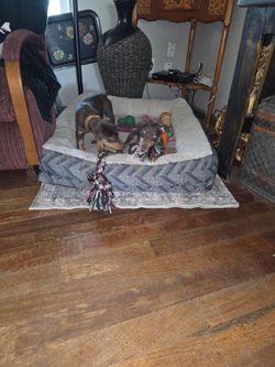 Rehome Dobermans