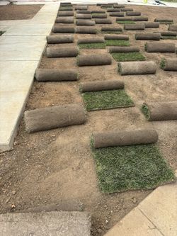 Sod Fescue 