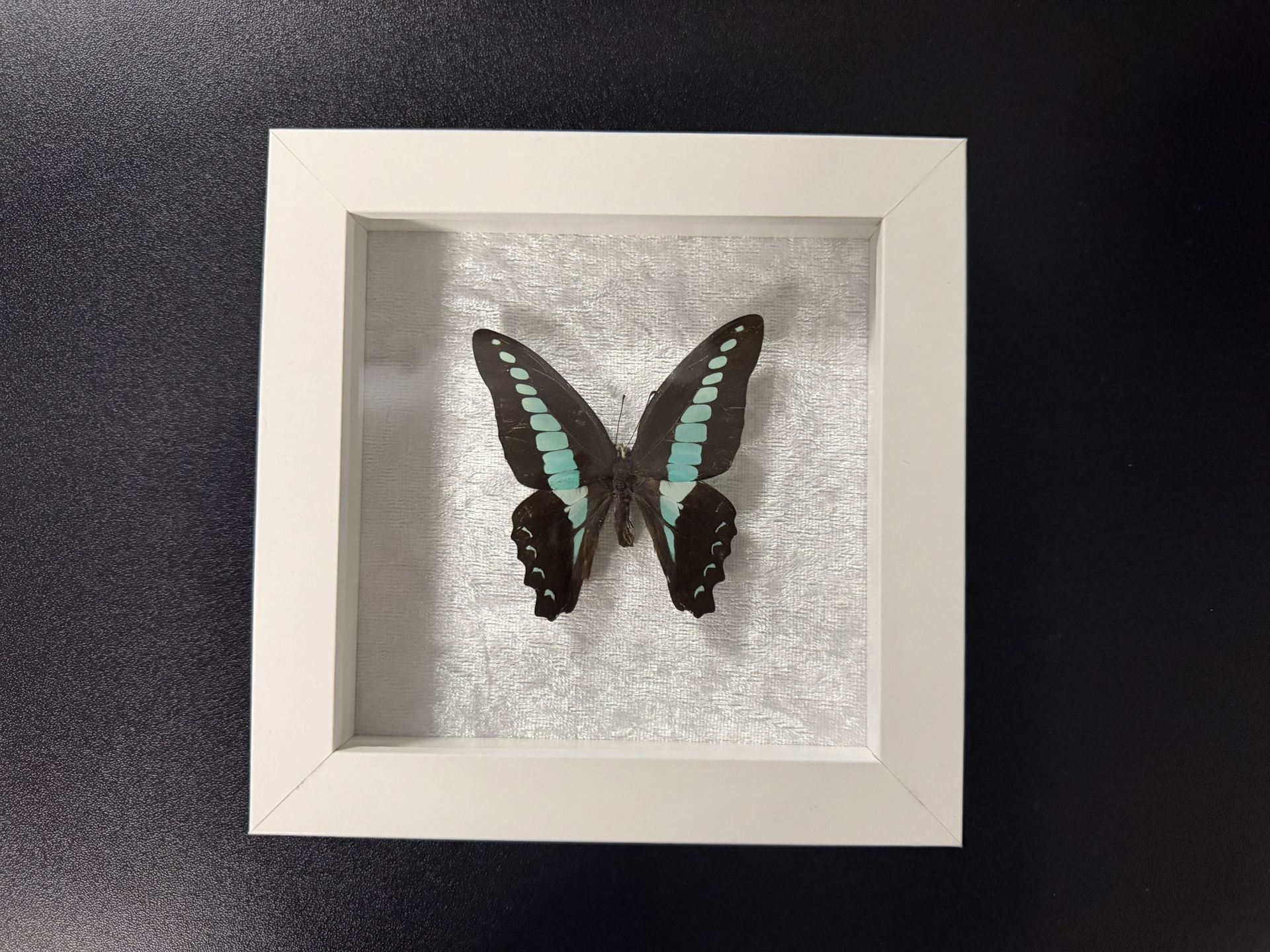 Preserved Butterfly Unique, Valentine Gift
