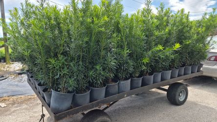 Beautiful Podocarpus Plants 3 feet Tall. Privacy hedge