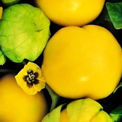 Amarylla Tomatillo Plant