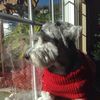 Louie